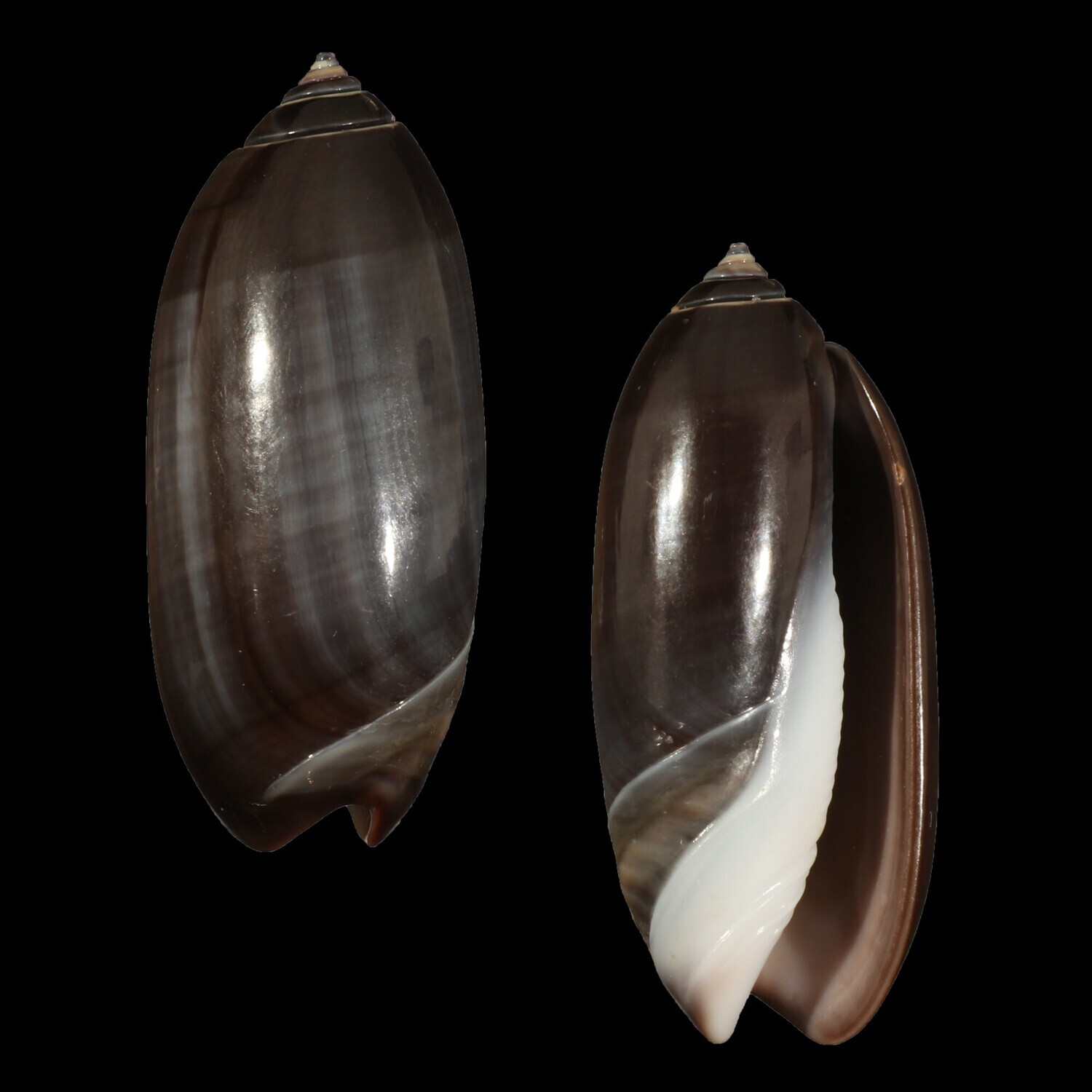 Oliva &quot;staleyi&quot; Dark