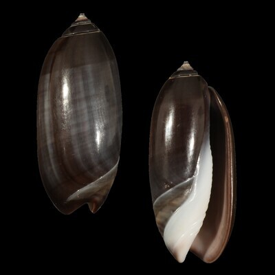 Oliva &quot;staleyi&quot; Dark