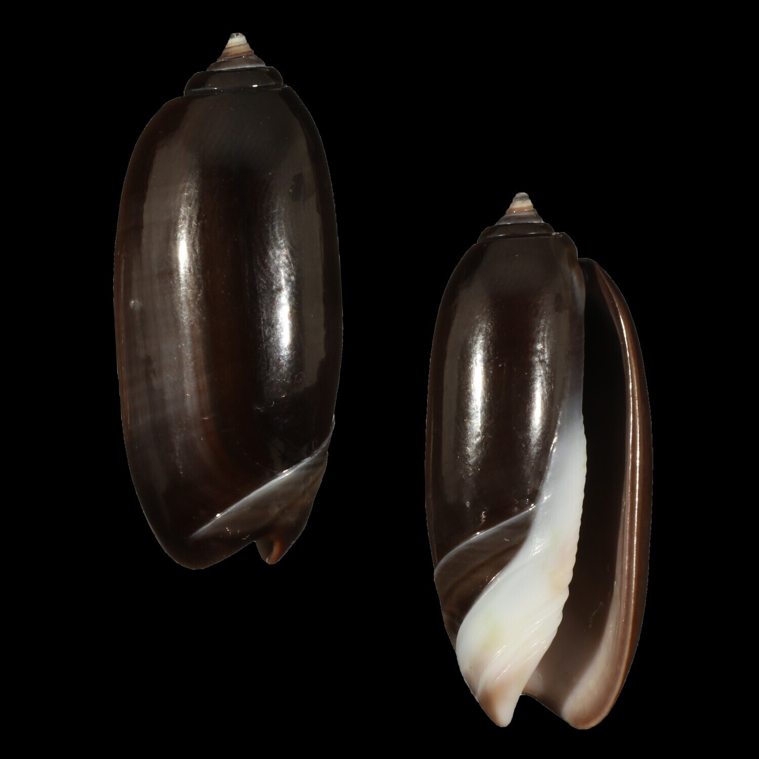 Oliva &quot;staleyi&quot; Dark