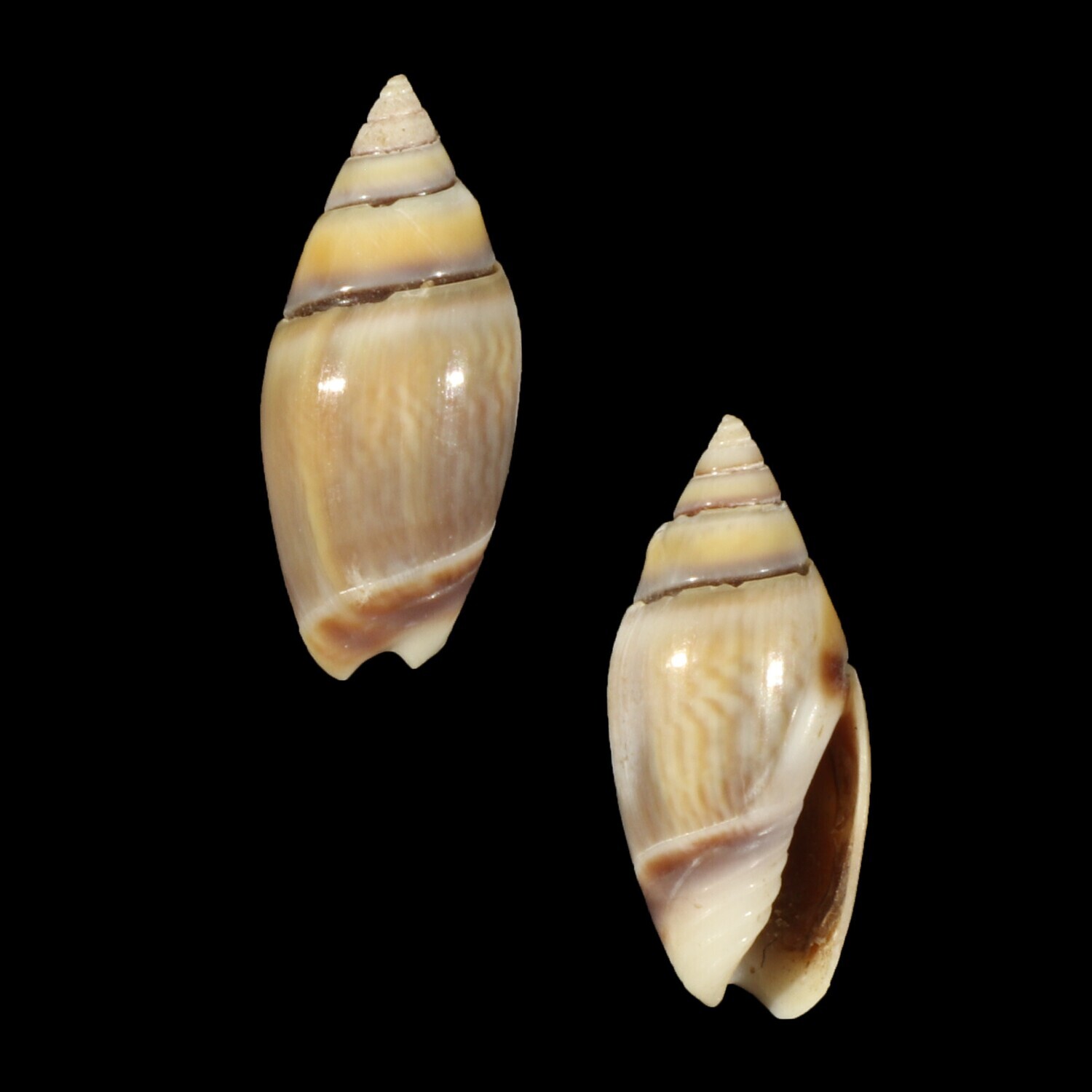 Olivella volutella