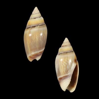 Olivella volutella