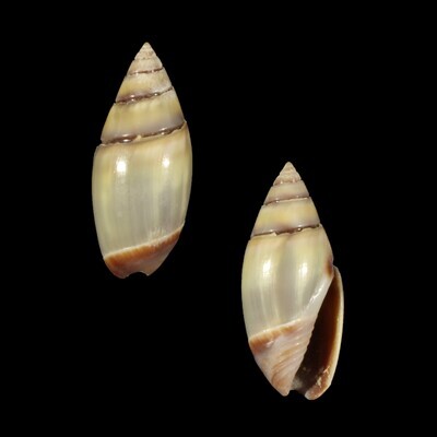 Olivella volutella