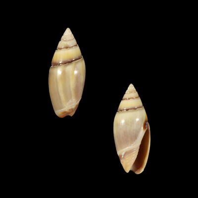 Olivella volutella