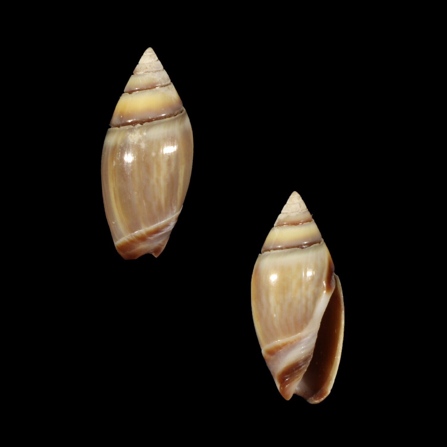 Olivella volutella