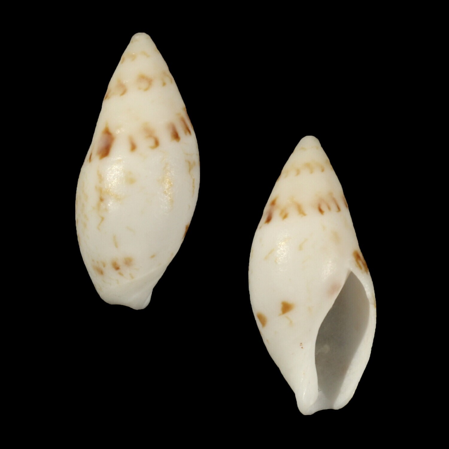 Amalda lineata