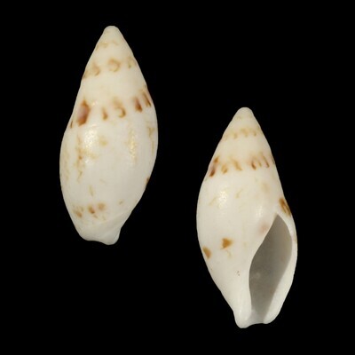 Amalda lineata