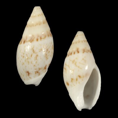 Amalda lineata