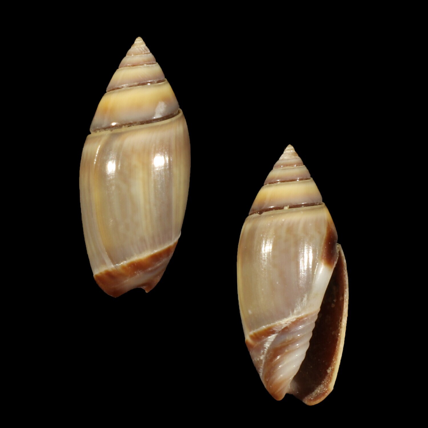 Olivella volutella