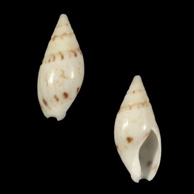 Amalda lineata