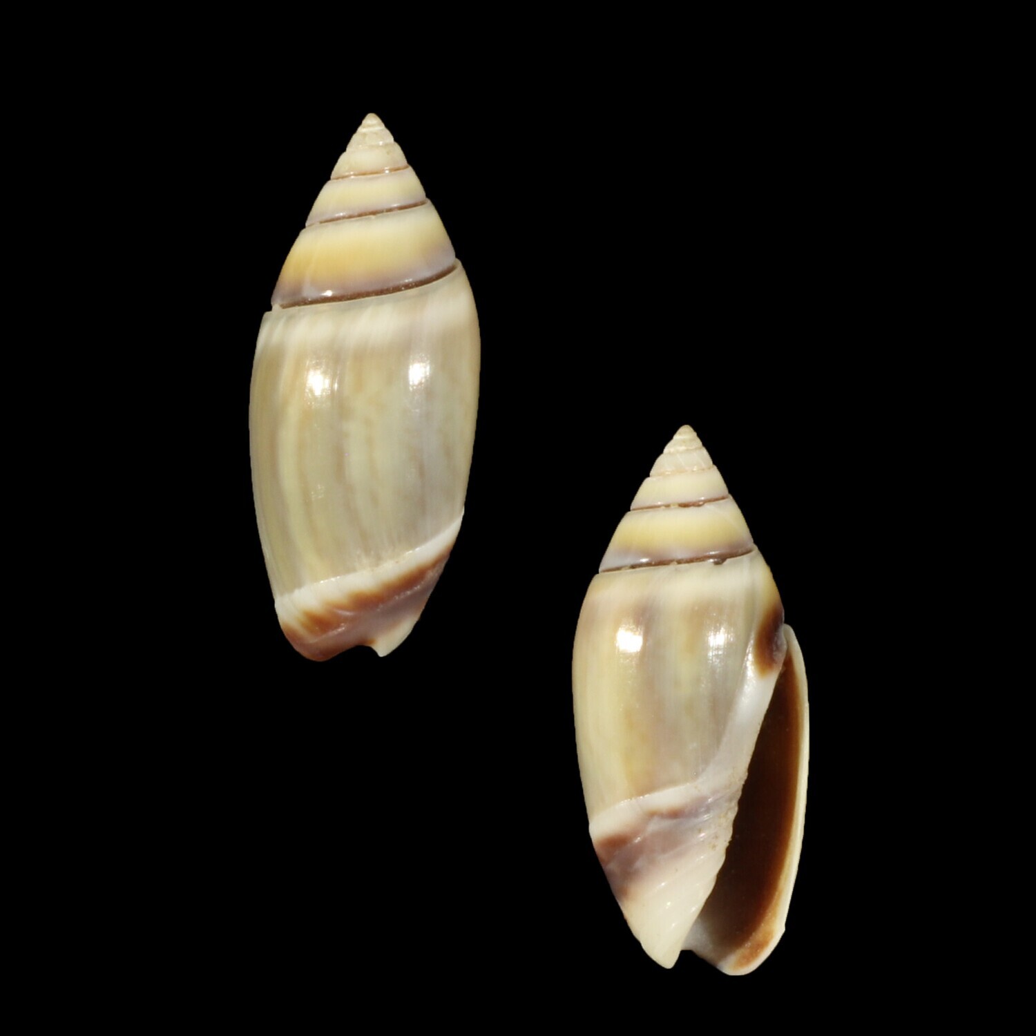 Olivella volutella