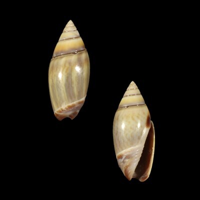 Olivella volutella