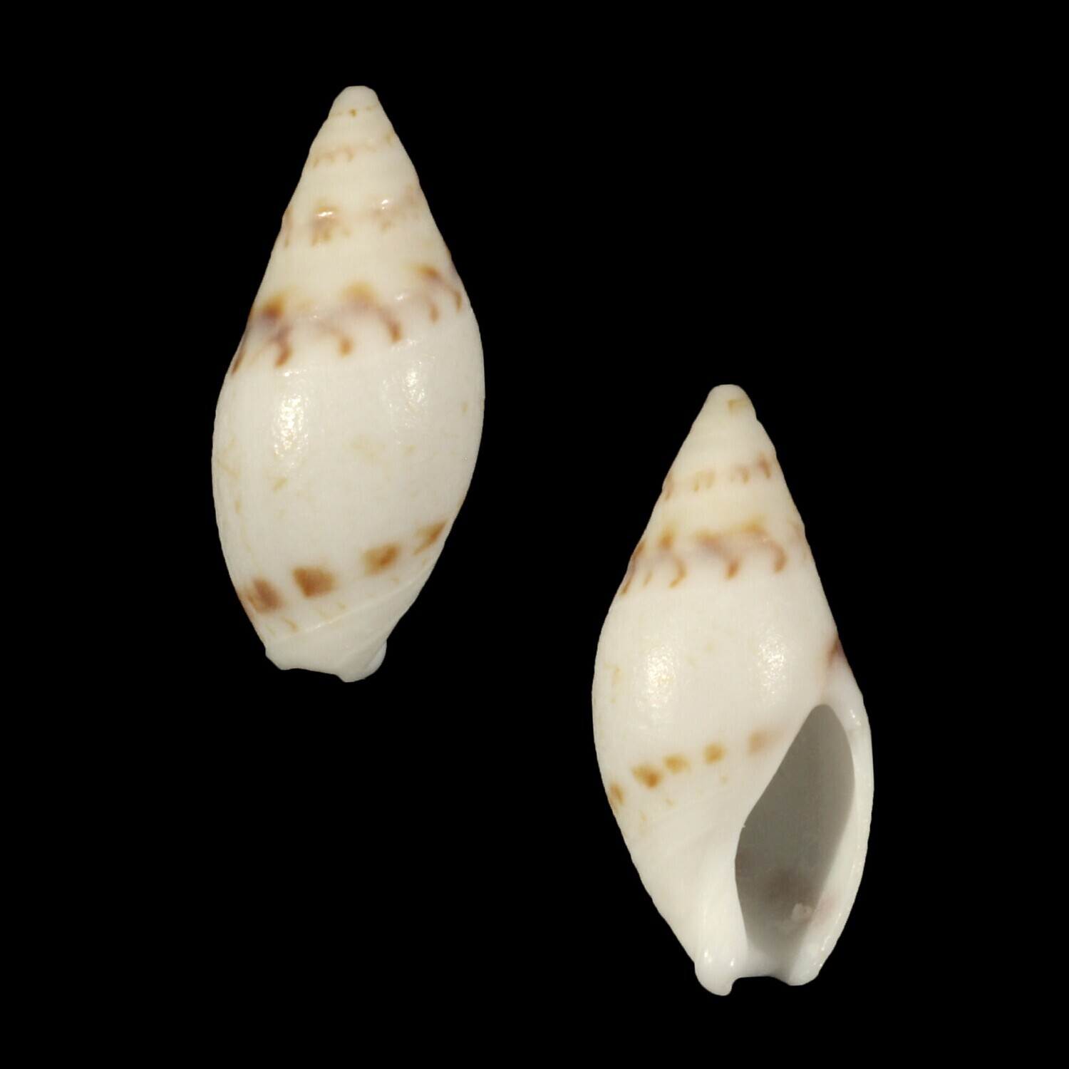 Amalda lineata