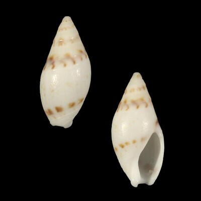 Amalda lineata