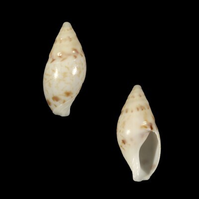 Amalda lineata