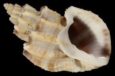 Scalptia scalariforme