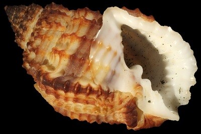 Bivetiella cancellata
