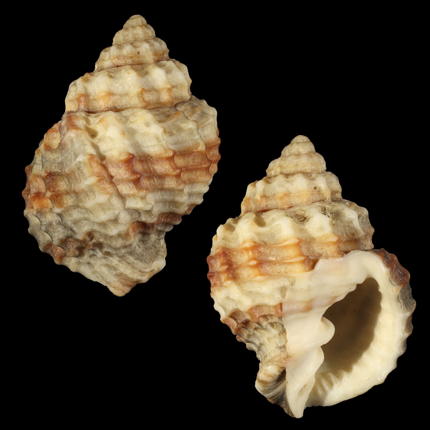 Bivetiella cancellata