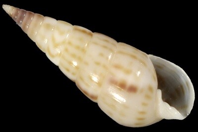 Longchaeus maculosus