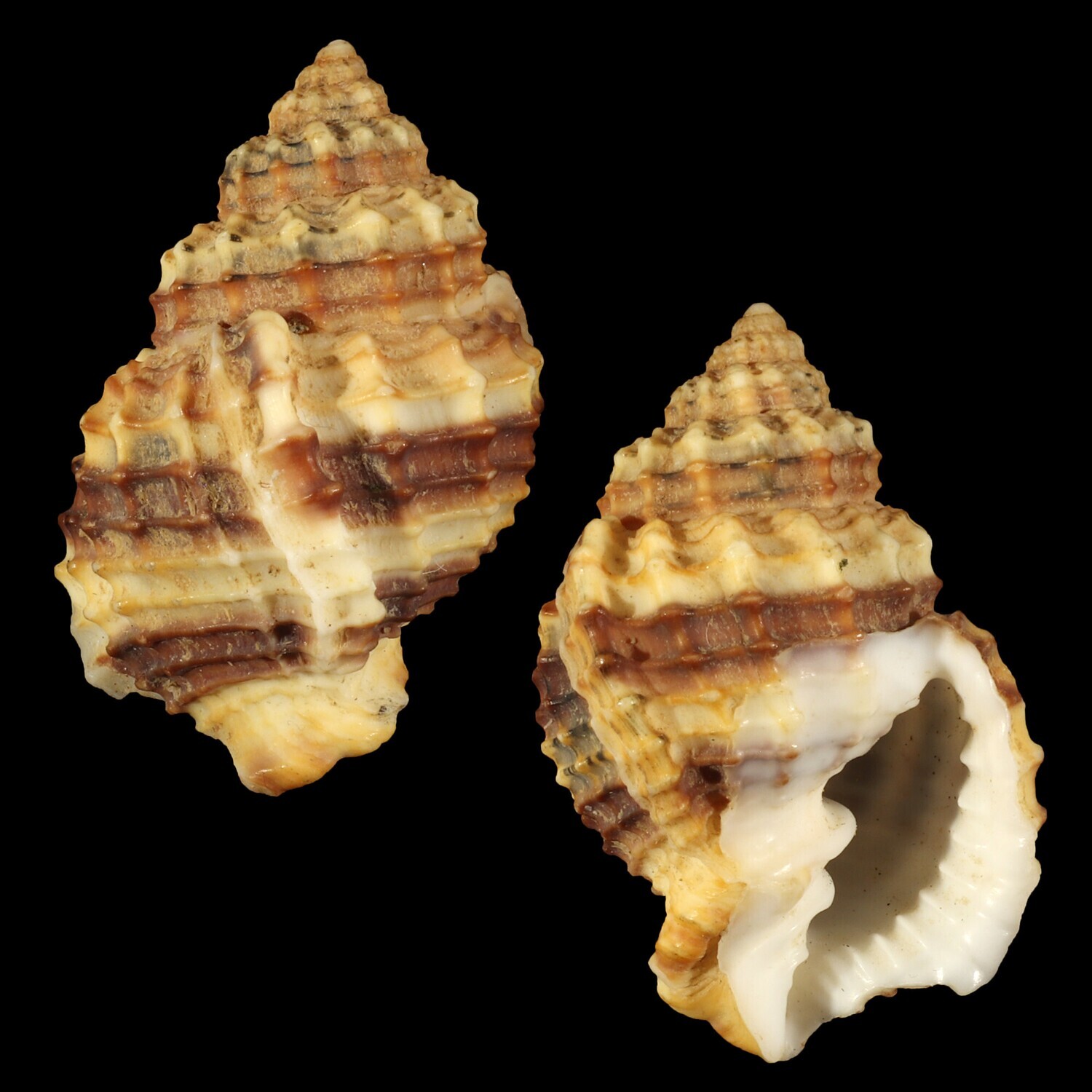 Bivetiella cancellata