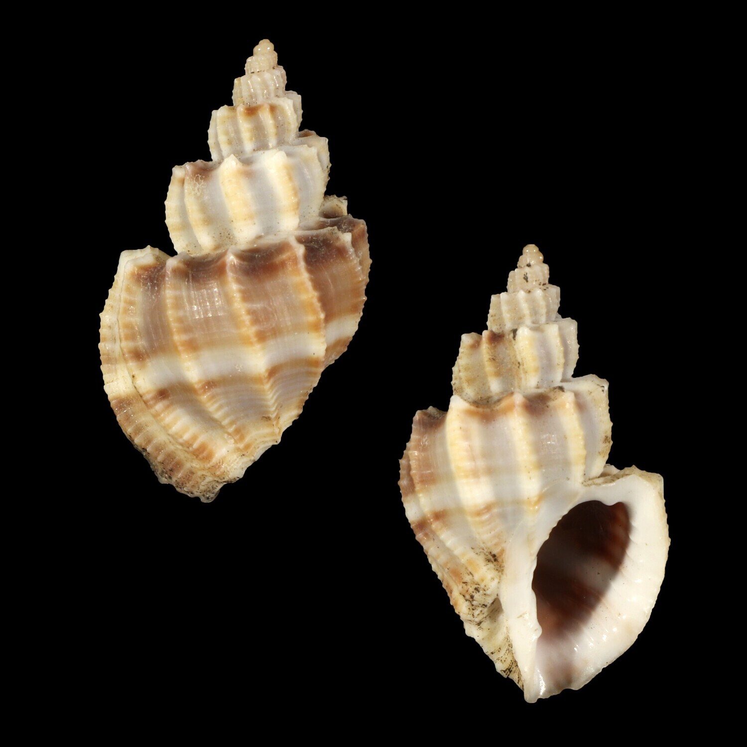 Scalptia scalariforme