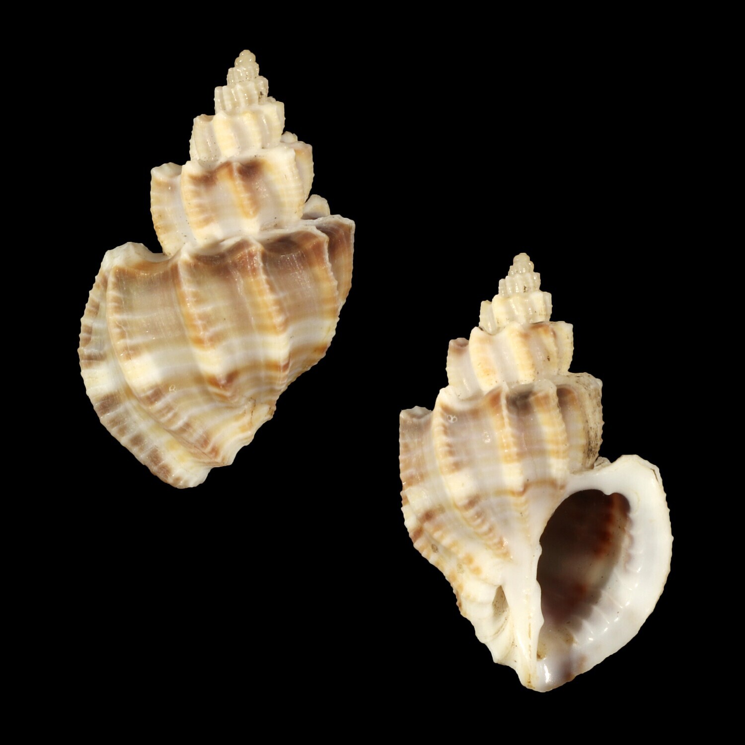 Scalptia scalariforme