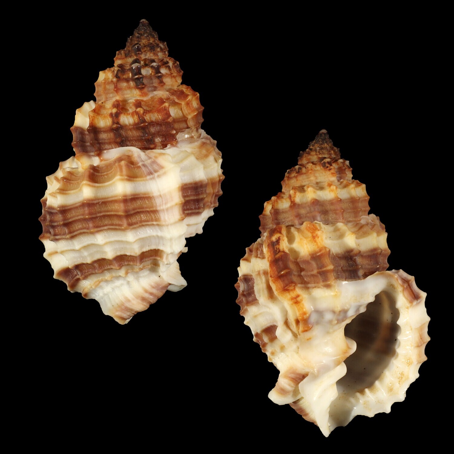 Bivetiella cancellata