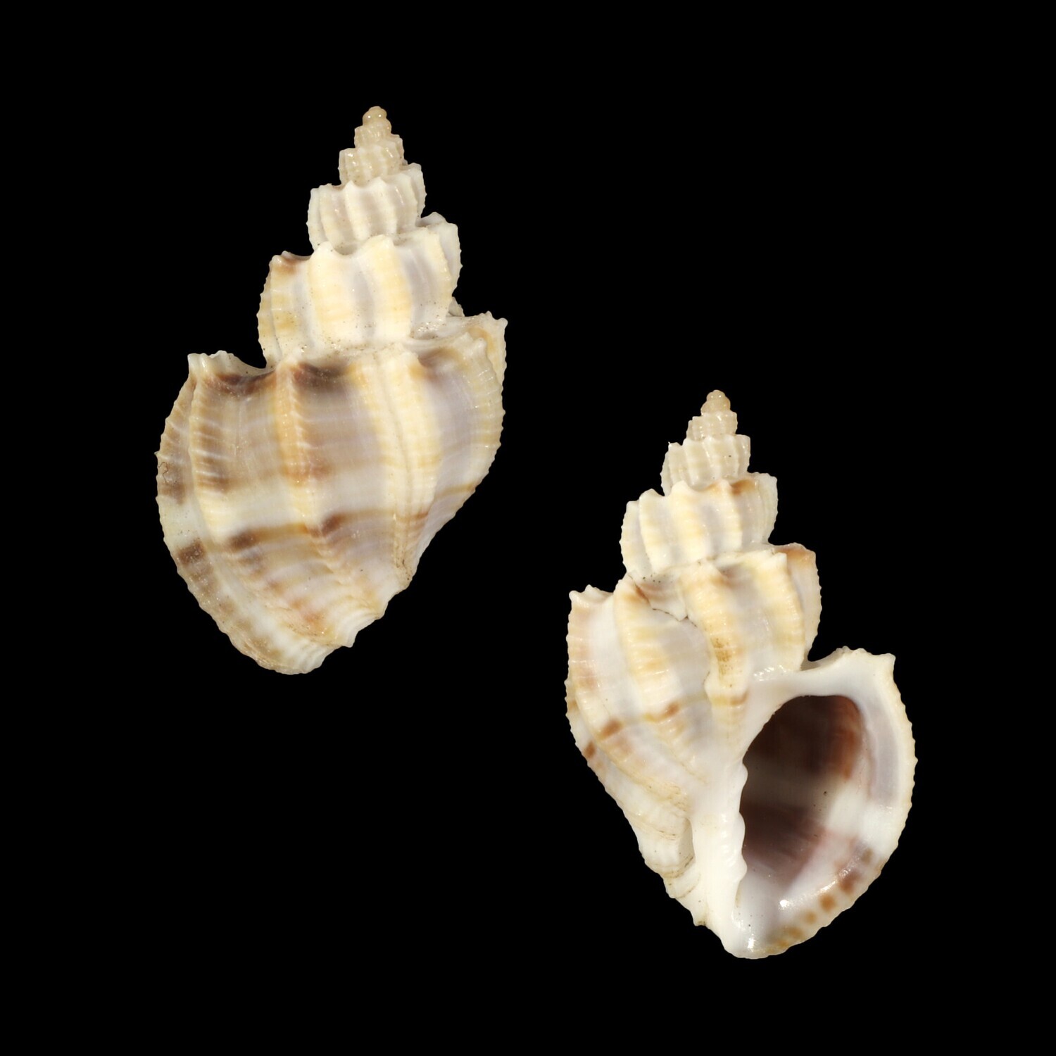 Scalptia scalariforme