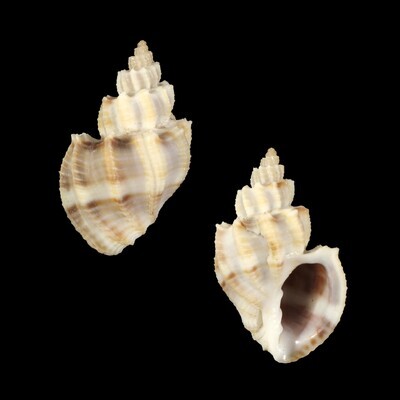 Scalptia scalariforme