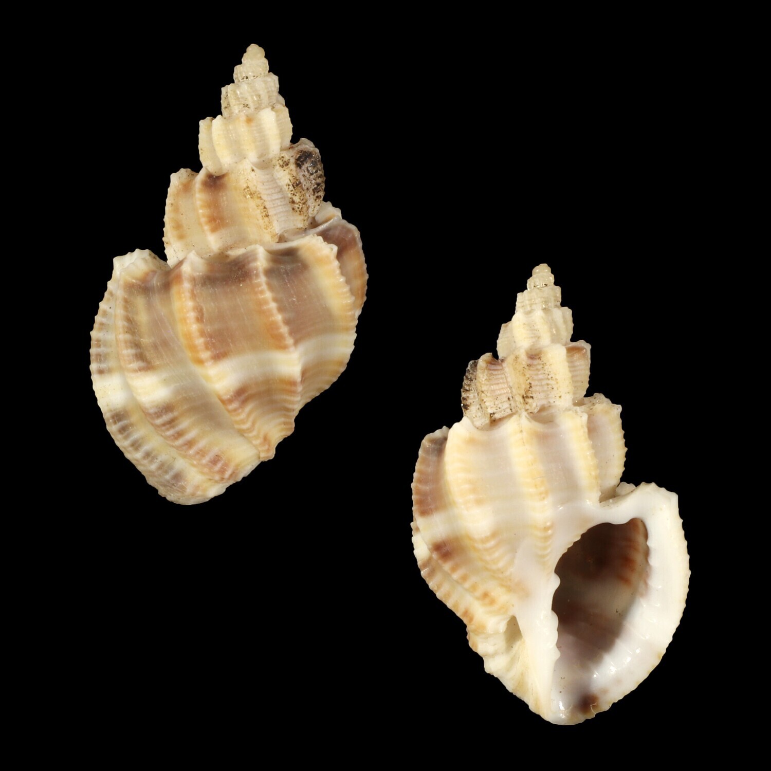Scalptia scalariforme