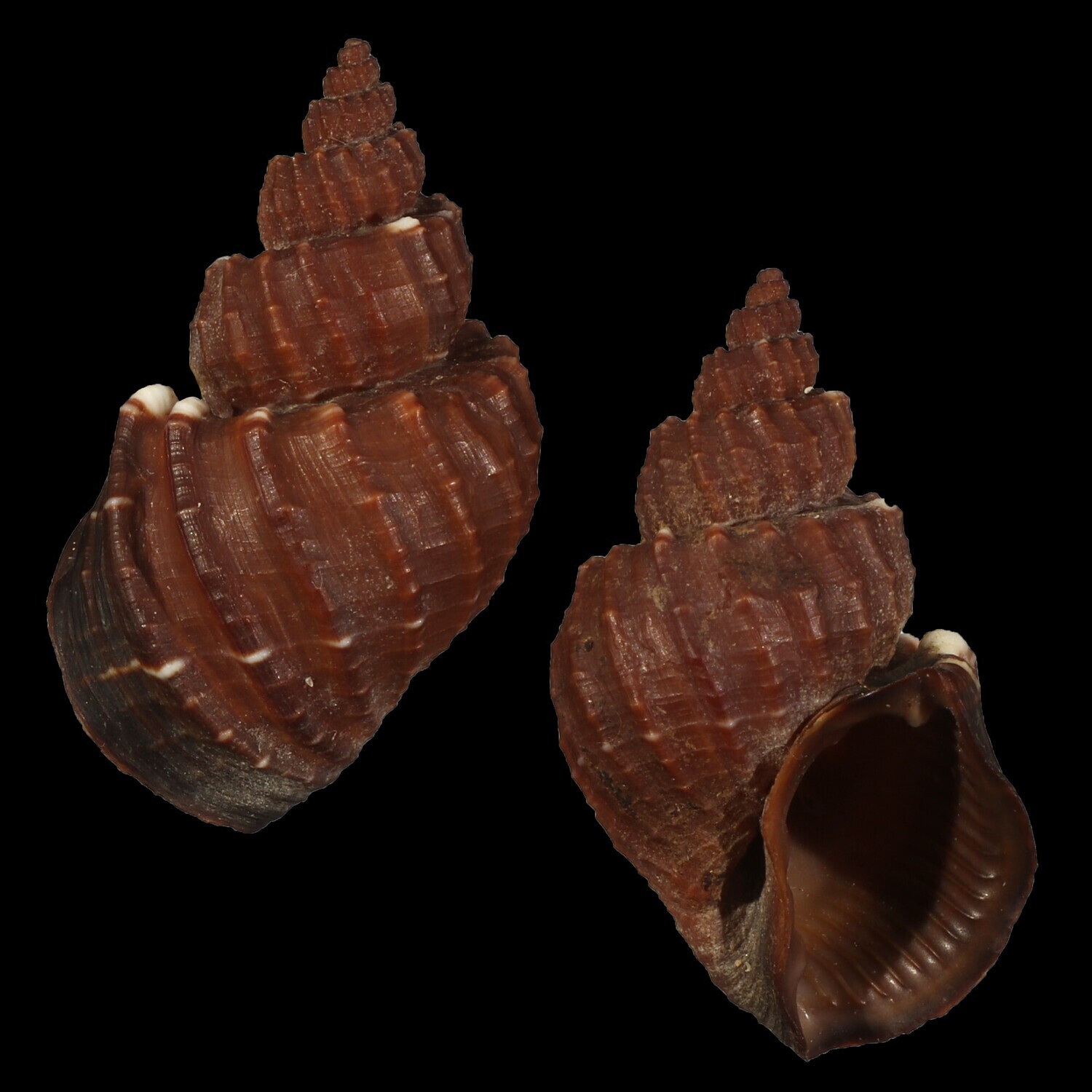 Scalptia textilis - Giant