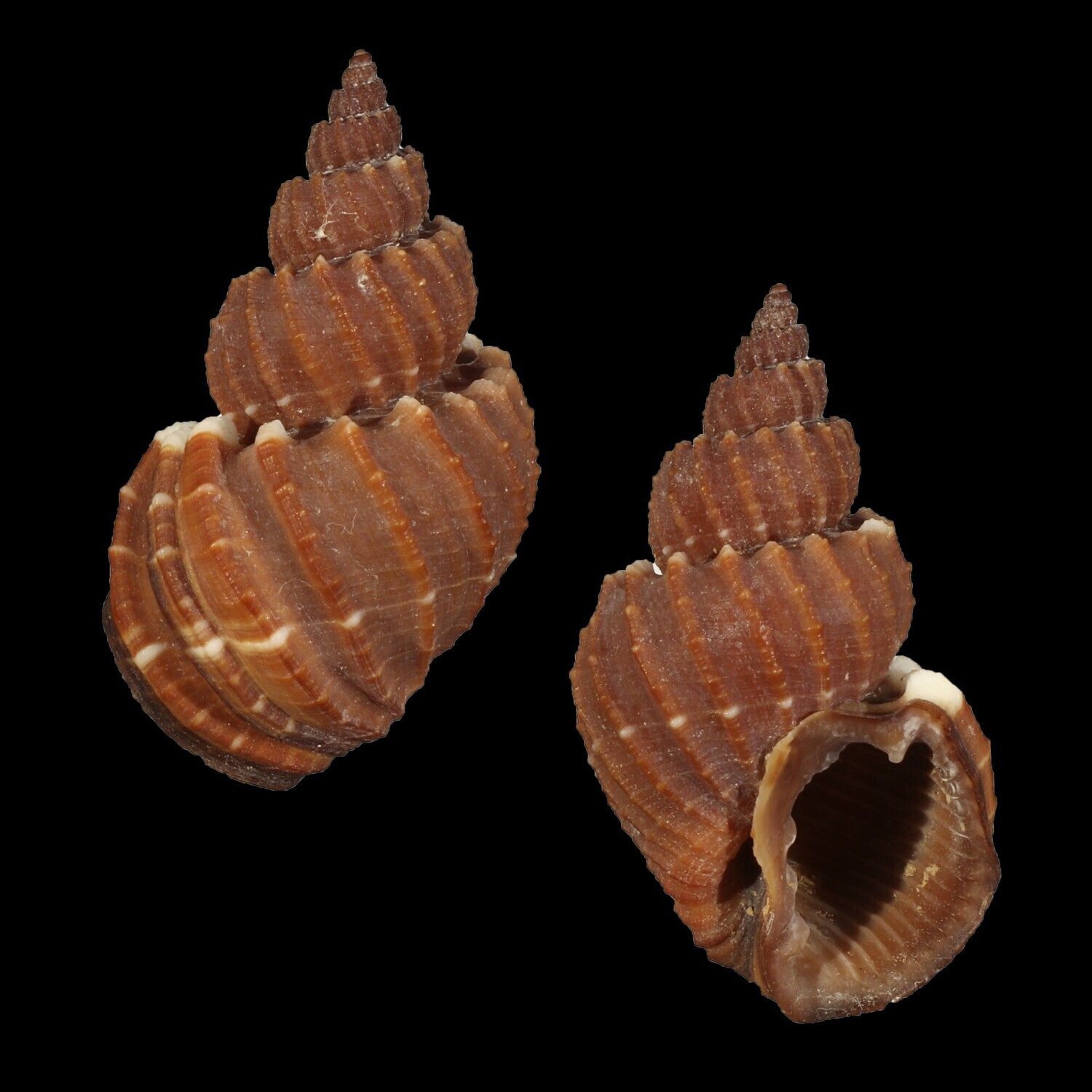 Scalptia textilis - 30+ mm