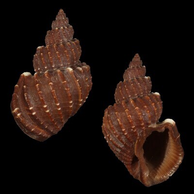 Scalptia textilis - 30+ mm