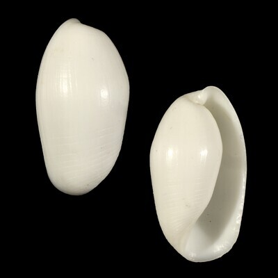 Aliculastrum cylindricum