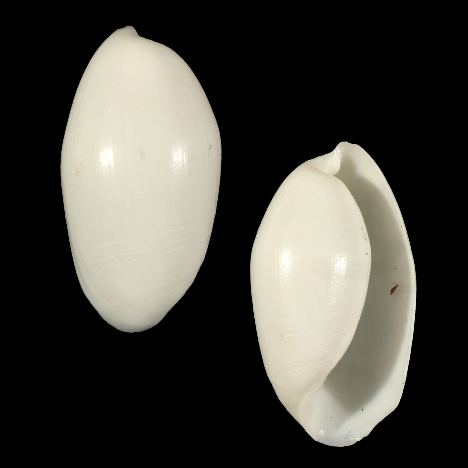 Aliculastrum cylindricum