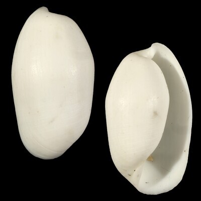 Aliculastrum cylindricum