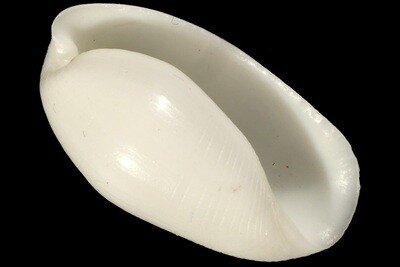 Aliculastrum cylindricum