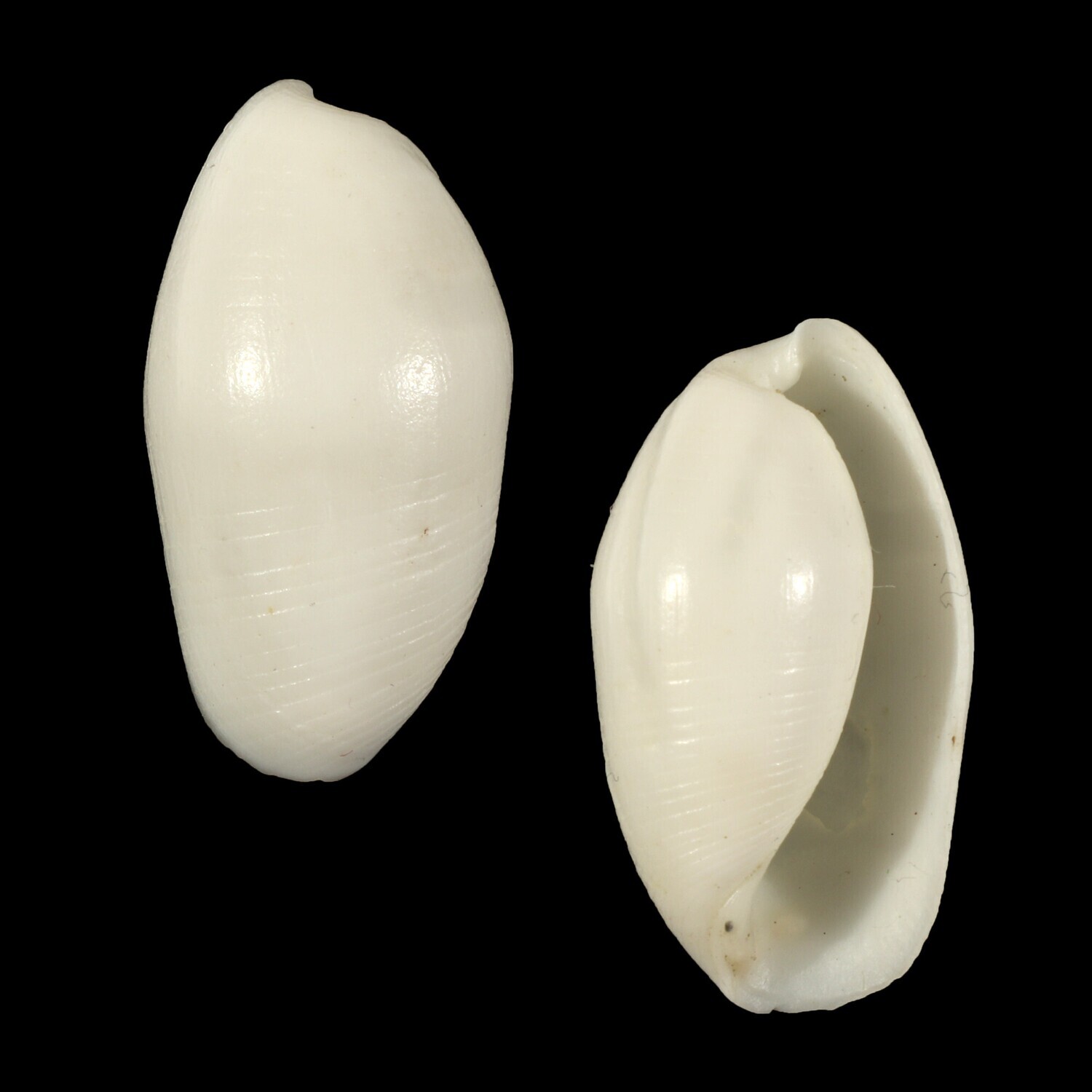 Aliculastrum cylindricum