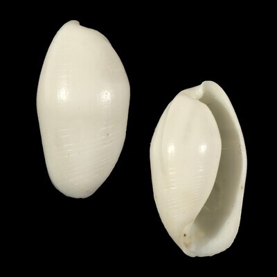 Aliculastrum cylindricum