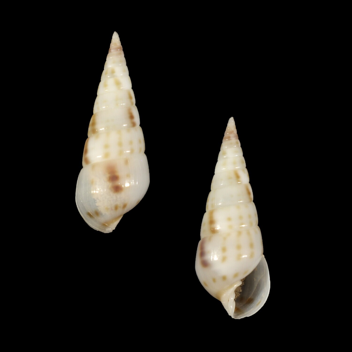 Longchaeus maculosus