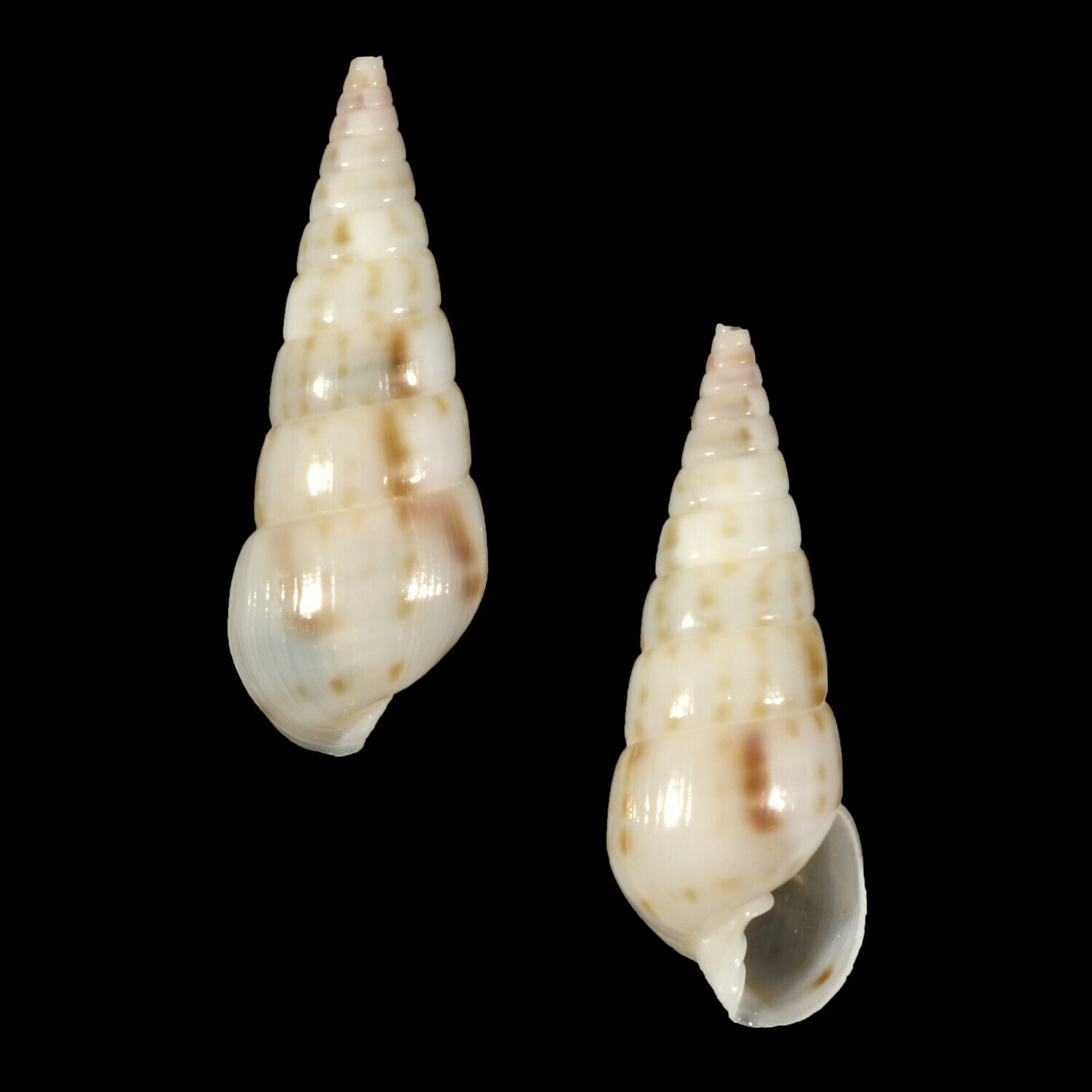 Longchaeus maculosus