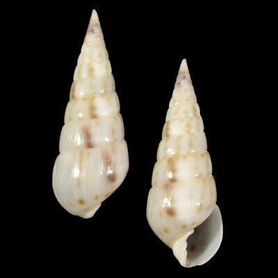 Longchaeus maculosus