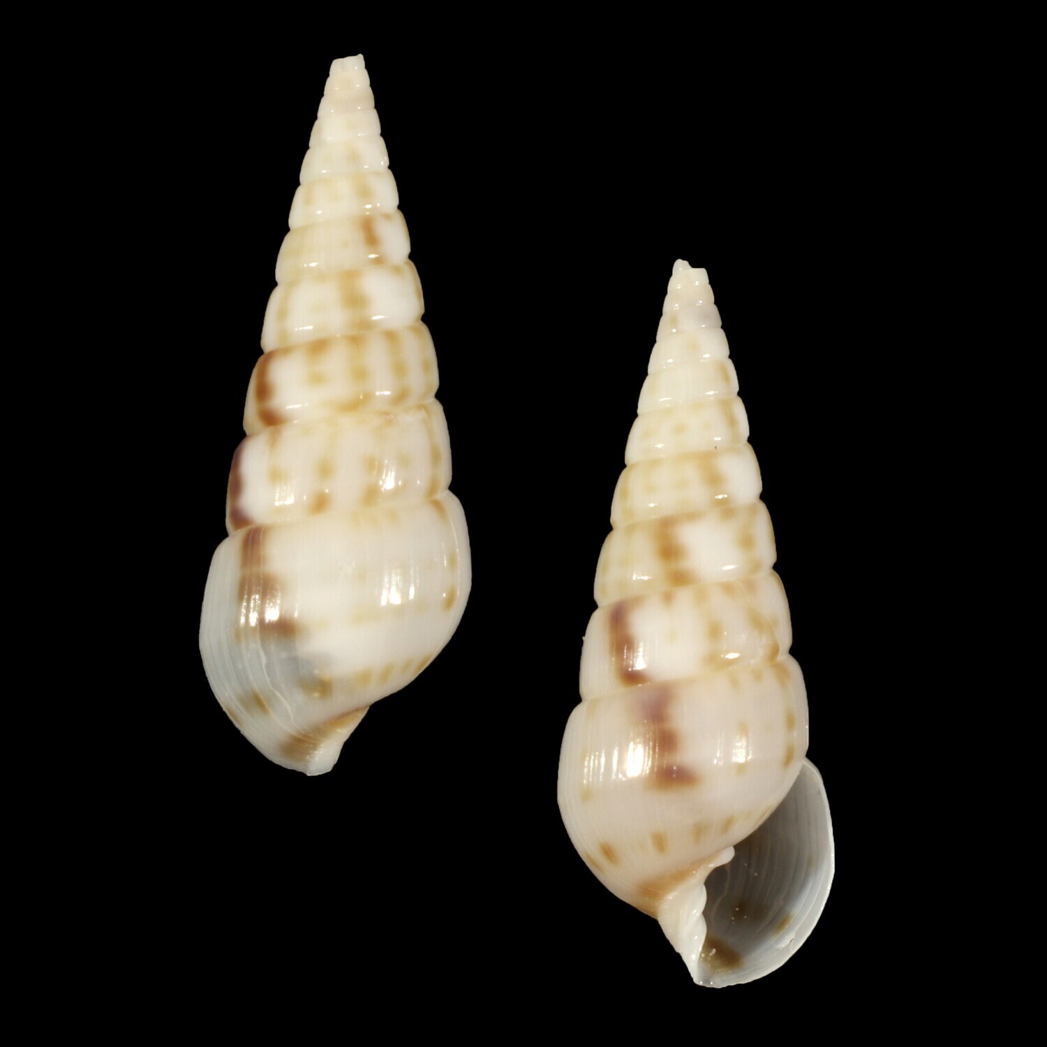 Longchaeus maculosus