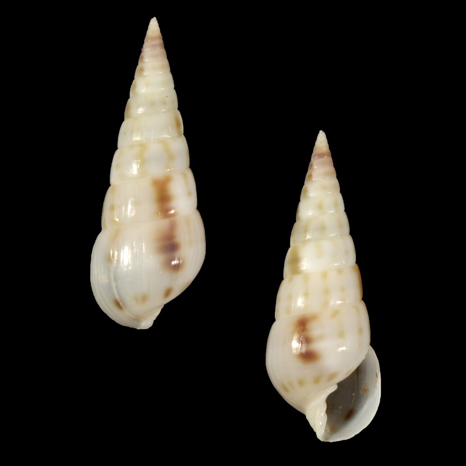 Longchaeus maculosus