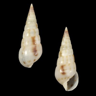 Longchaeus maculosus