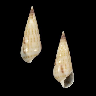 Longchaeus maculosus