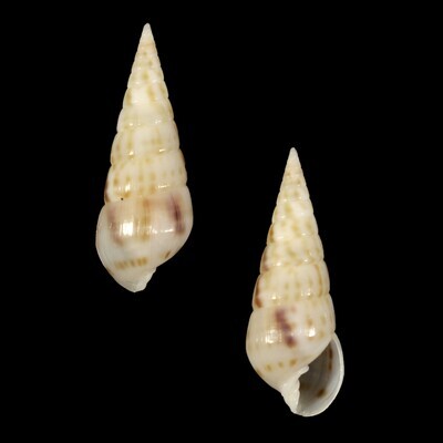 Longchaeus maculosus