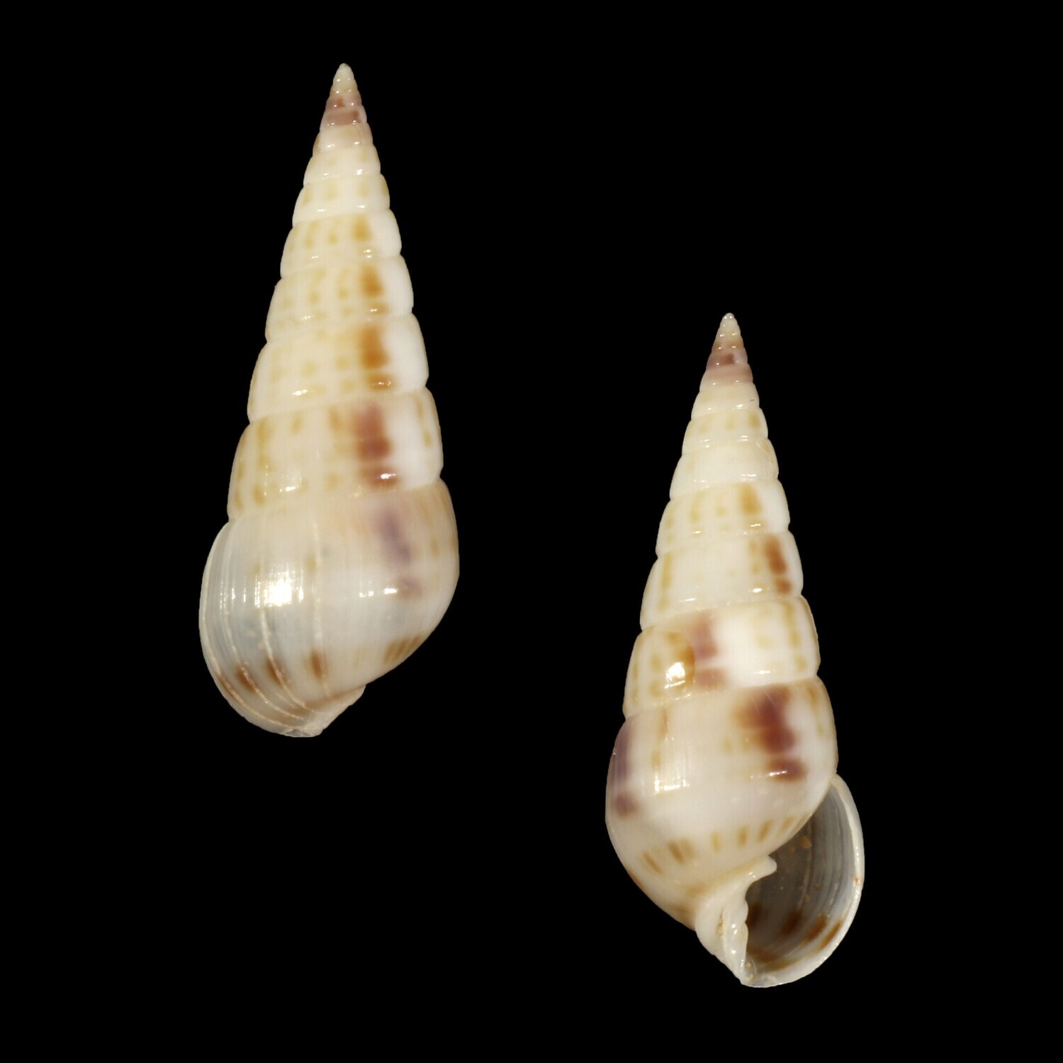 Longchaeus maculosus