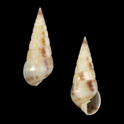 Longchaeus maculosus