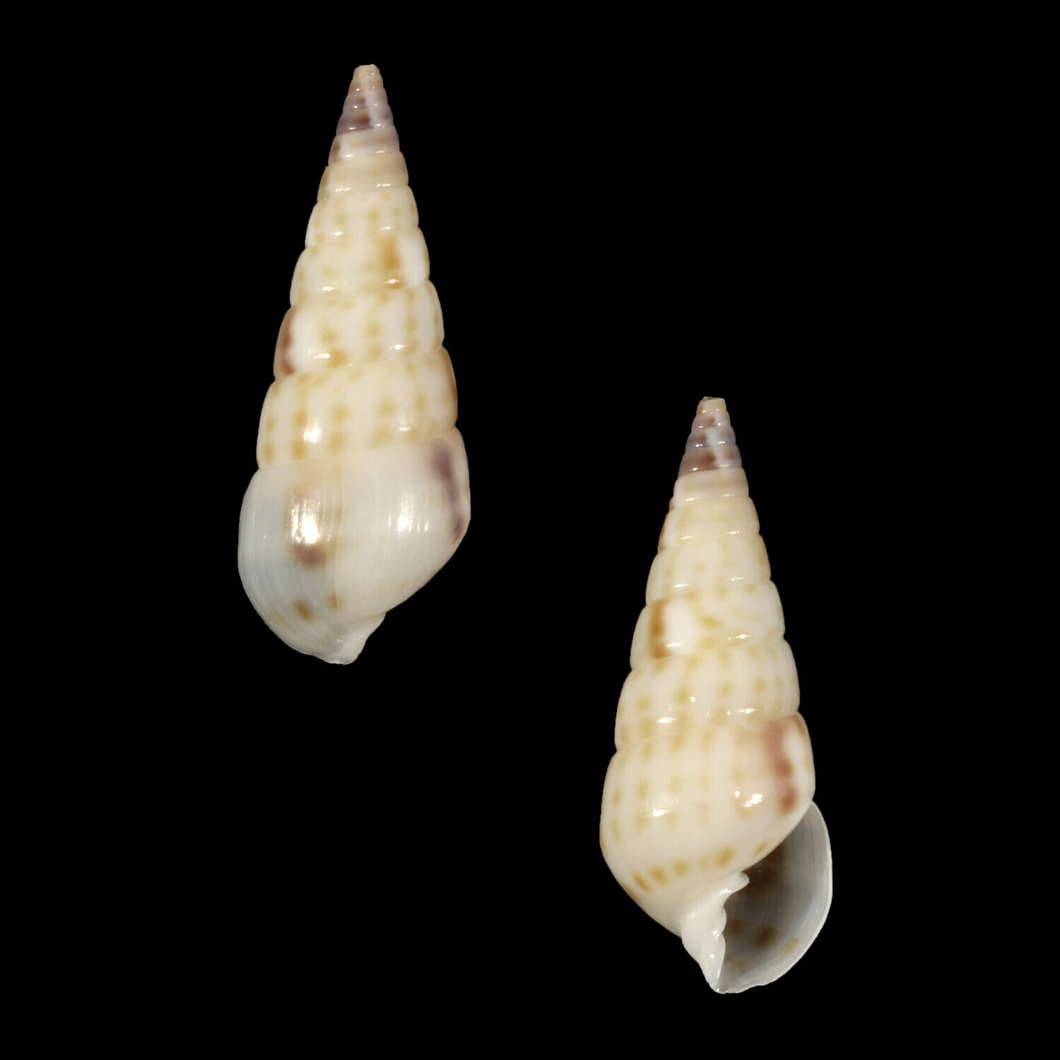 Longchaeus maculosus