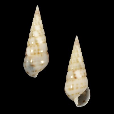 Longchaeus maculosus